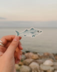 Mackerel - Atlantic Fish Vinyl Sticker